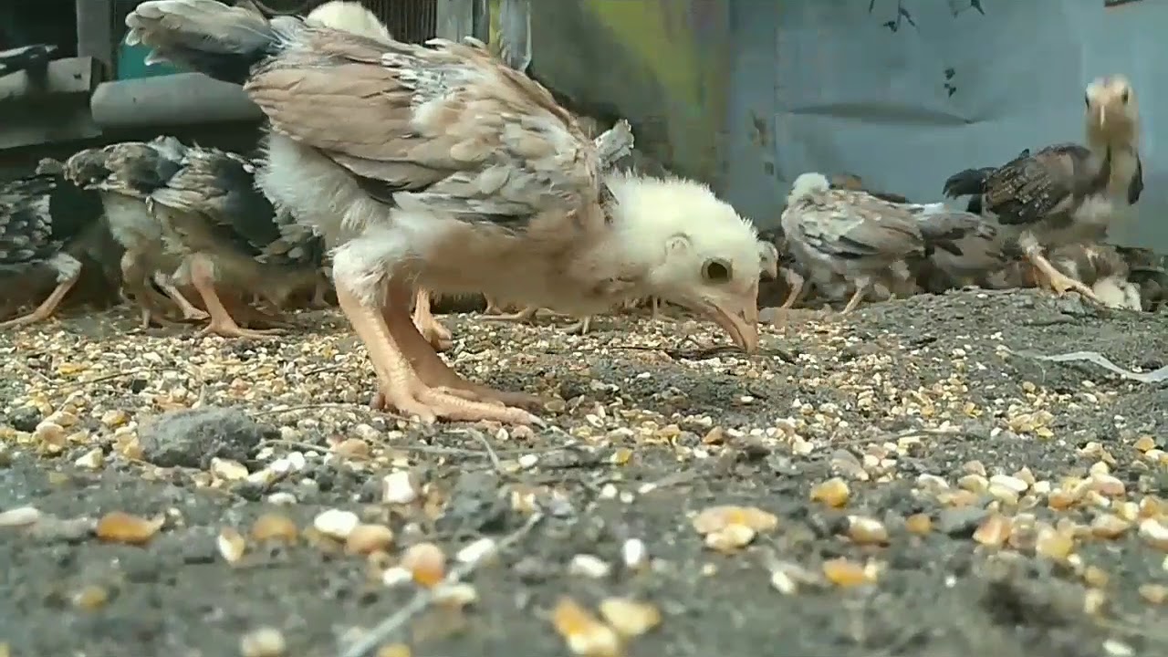 BUDIDAYA AYAM KAMPUNG/ORGANIK,SEBAGAI USAHA RUMAHAN YANG MENJANJIKAN