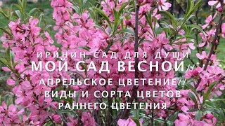 Мой сад весной//Апрельское цветение//Виды и сорта цветов раннего цветения.