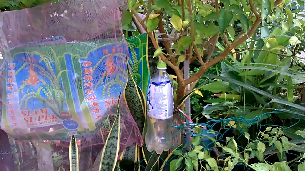 2018/09/14 1:47 PM growing plants with magnetic treated  water with water softening  technique
