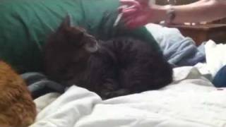 Giving Cat Insulin Injections by Ask the Cat Doctor 10,731 views 12 years ago 30 seconds