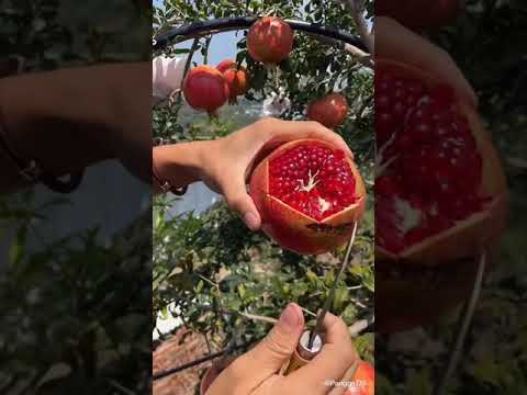 مزارع الرمان