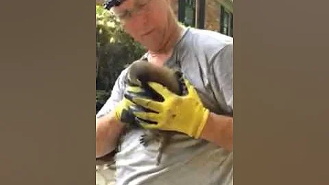 baby raccoons from the attic