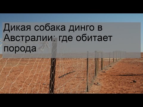 Дикая собака динго в Австралии: где обитает порода