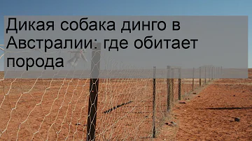 Дикая собака динго в Австралии: где обитает порода