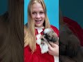 Assistant Welcomes her new funny Dog Waffles into TheEngineeringFamily #funnydog #Shihtzu #familyfun