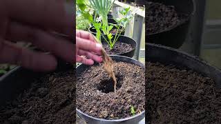 Regrow CELERY from Scraps! (Easy & Fast) 🪴 #Shorts