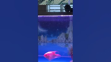 2 chủ đích khi ghép cá la hán với các dòng cá khác #phongthuycacanh #ptcc #neotringuyen