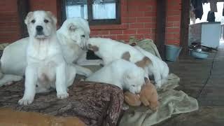 Продаются щенки САО, д.р. 01.10.2018 родословная РКФ, клеймо вет.паспорт, тел. 89265685849 Продаются щенки САО, д.р. 01.10.2018 родословная РКФ, клеймо вет.паспорт, тел. 89265685849