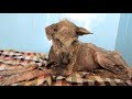 Her spirit was broken; incredible transformation of dying dog.