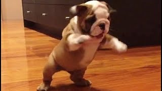 Latest Cute Dogs Puppies Doing Funny Things Compilation 2017 [HD] #1 - CuteAnimalShare by CuteAnimalShare 1,414 views 6 years ago 3 minutes, 51 seconds