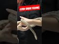 Corn snake feeding