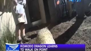 San Diego Zoo training Komodo dragon