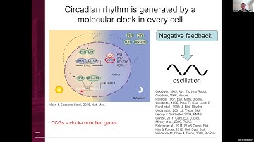 VTLSS: A Mathematical Study of Circadian Rhythmicity in Poly(A) Tail Length with Dr. Jing Chen