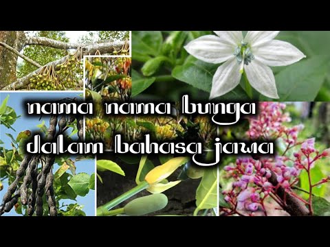 nama nama bunga  menurut bahasa  jawa  YouTube