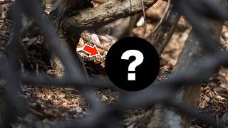 コマドリ狙って春の山を探しまくった結果予想外の野鳥が、、、！？