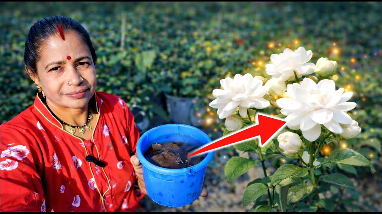 ଖରାଦିନ ଆସିବା ପୂର୍ବରୁ ମାଲି ମୁଗୁରା ଫୁଲ ଗଛ କୁ cear ନିଅନ୍ତୁ 