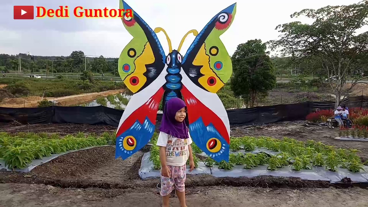 "TAMAN BUNGA CELOSIA" Wisata Bunga Kekinian di Pangkalan