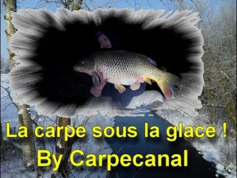 pêcher la carpe en eau gelée avec une longueur d'avance by Carpecanal