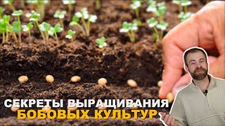 Они творят с почвой чудеса. Бобовые культуры в огороде.