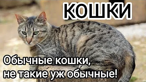 Watch the video about 🐱CATS