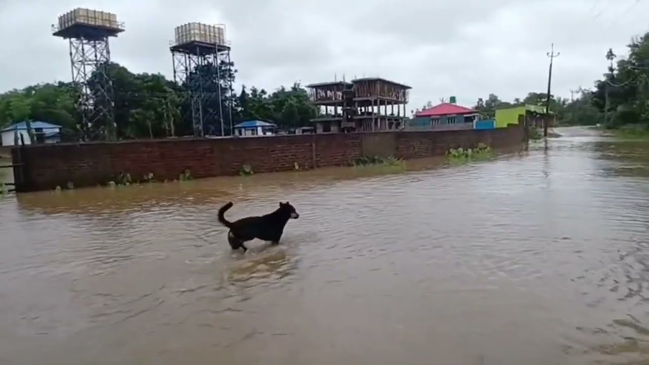 Assam Flood Crisis A Heartbreaking Look at Nature's Revenge