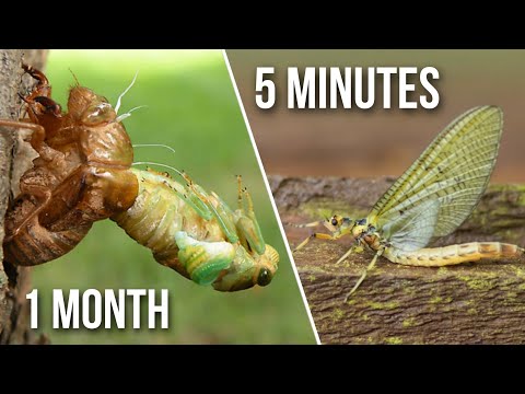 Video: Mayfly larva: ano ang hitsura nito, ano ang kinakain nito?