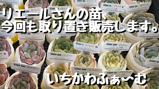 リエールさんの苗、今回も取り置き販売します。