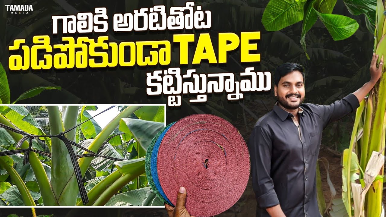 అరటితోట పడిపోకుండా Tape కట్టిస్తున్నాము || Yelakki Banana || Tamada Media || @MeFarmerSuresh
