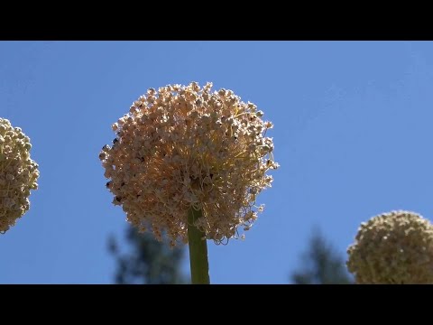 Video: Harvesting Onion Seeds - How To Collect Onion Seeds