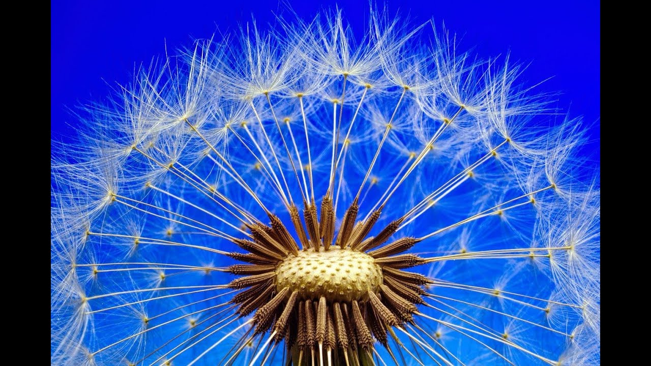 Relaxing Focus Yoga Zen Meditation Music ~ Stress Relief Deep Sleep Relaxation Music