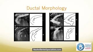 Congenital Heart Disease in the Veterinary Patient