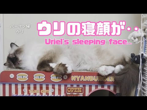 バーマン猫ウリ【ウリの寝顔が‥】Uriel's sleeping face...（バーマン猫）Birman/Cat