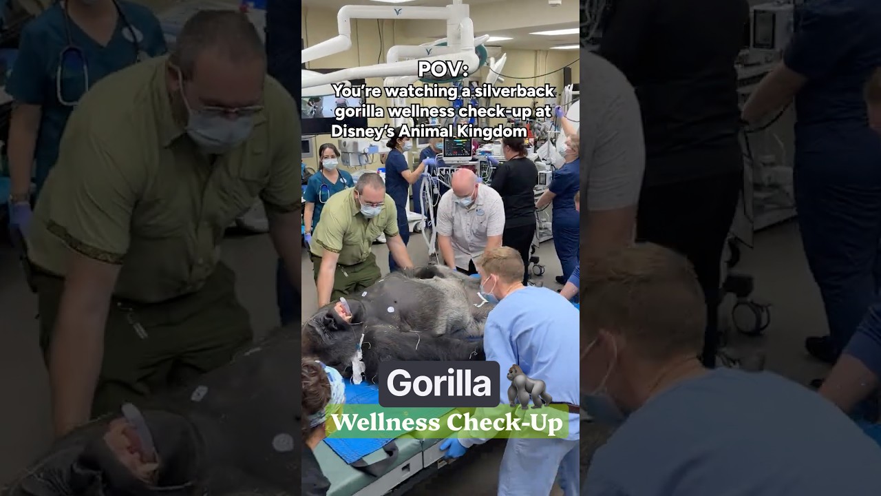 Bakari recently visited the vet hospital for a routine wellness check-up! 🦍 #AnimalKingdom