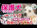 心閉してた【保護犬】5ヶ月目！自由を知った犬の反応が凄かった！15m長いリード「え？なんでそうなるの？」可愛いw