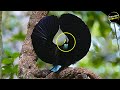 Seharga Mobil Inilah Burung Papua Termahal Dan Tercantik Mp3 - Mp4 Download