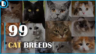 99 Domestic Cat Breeds and Their Origin