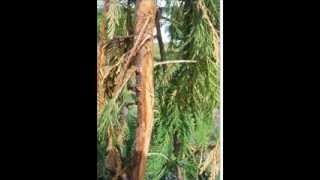 Arborvitae and Cypress Plant Health Tips    Beetles