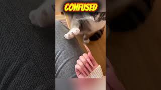 😳 This Cat Was Shocked by Her New Nails! 🐱😝 #shorts