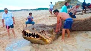 11 НЕВЕРОЯТНЫХ ЖИВОТНЫХ, о Которых ВЫ Скорее Всего НЕ СЛЫШАЛИ! 11 НЕВЕРОЯТНЫХ ЖИВОТНЫХ, о Которых ВЫ Скорее Всего НЕ СЛЫШАЛИ!