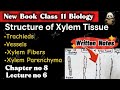 Xylem Structure Explained | Tracheids, Vessels, Parenchyma (Class 11 Biology chapter 8) | FSc & NEET