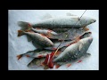 РЫБАЛКА-Песня про рыбалку-СУПЕР видео для рыбаков