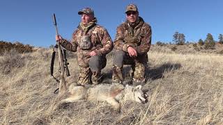 Doubles, Triples and Quads! - Part I | 40 Coyotes Called Up!!! by OutDoors 406 2,321 views 3 years ago 12 minutes, 41 seconds