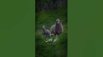 سورة الكوثر بصوت القارئ محمود أبو عمر