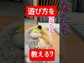 おとうとに遊び方を教える犬 #コーギー #つーちゃん #corgi