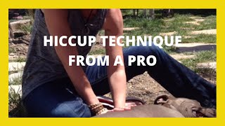 HOW TO QUICKLY STOP HICCUPS IN PUPPY OR ADULT DOG'S . FAST AND EASY HICCUP TECHNIQUE FROM A PRO.