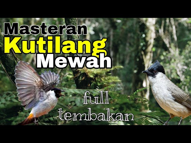 Masteran  KUTILANG  Full isian Mewah TEMBAKAN Rapat || Kutilang Full Isian class=