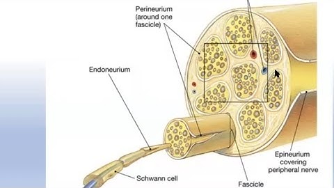 Peripheral Nerve Injury for the FRCS Orth