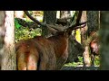 Рёв оленей во время гона || the roar of red deer during the rut