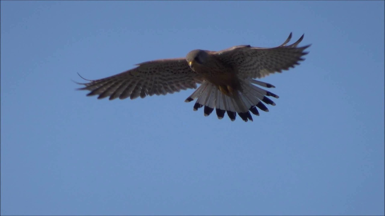 Vanturel Vanturel - Falco tinnunculus - YouTube
