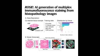 163-ROSIE: AI Multiplex Immunofluorescence from H&E Images